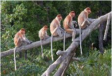 말레이시아 입국신고서 작성법13