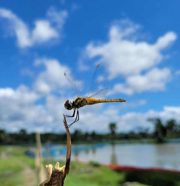여름 더위가 끝나는 시기, 처서 (건강관리, 계절음식, 생활정보)