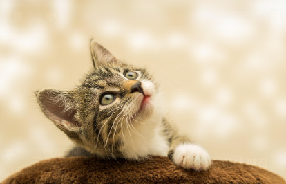 건강별 맞춤 사료 추천 관련 사진