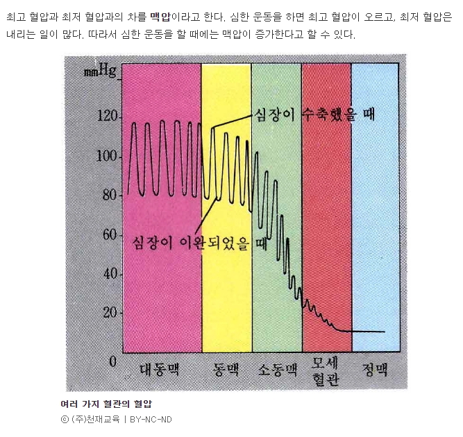 최고 수치에서 최저 수치를 빼서 혈관 건강을 확인하는 맥압 계산법