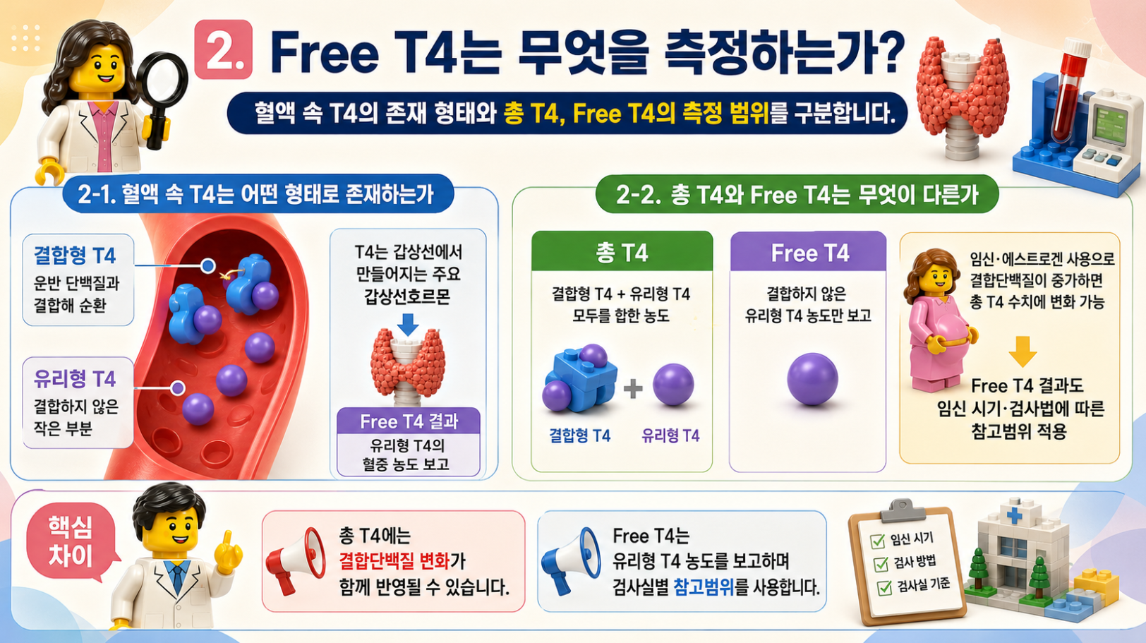 혈액 속 T4의 존재 형태와 총 T4·Free T4 측정 범위 차이를 비교한 레고 스타일 갑상선호르몬 인포그래픽