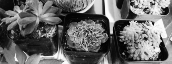 다육이 분갈이 시기