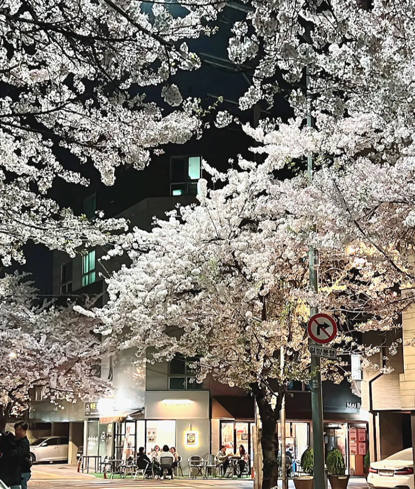 망원동 숨겨진 벚꽃 명소1-2