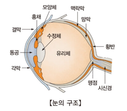눈의 구조