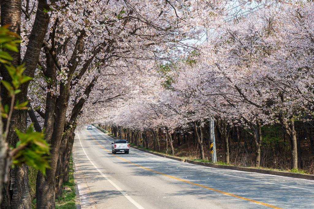 제주 벚꽃명소