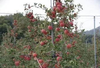 사과 재배 적과 시기 착색 관리 당도 향상_4
