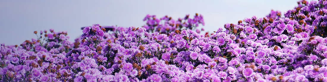 신안 퍼플섬 풍경사진