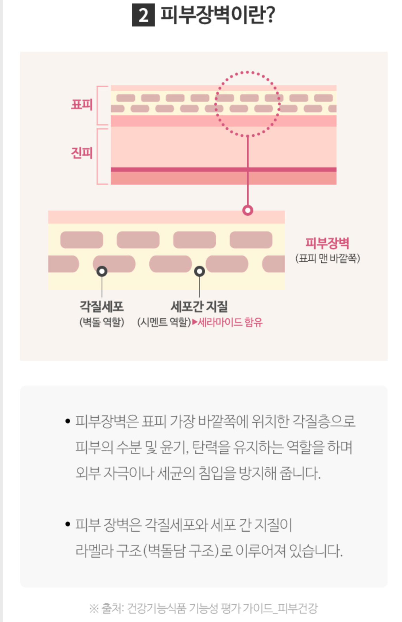 피부 장벽