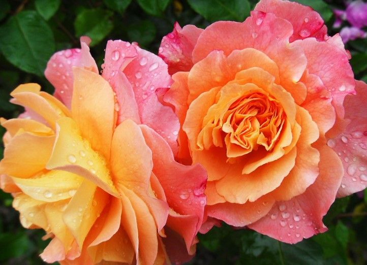 2025년 고양국제꽃박람회 일정 + 입장권 사전예매 방법 총정리