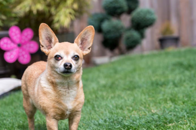 체리아이의 개.