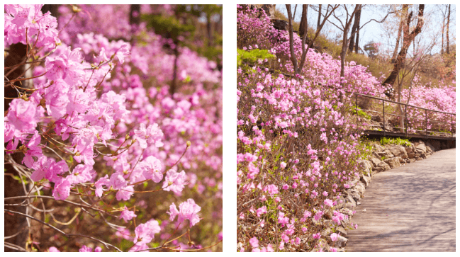 2025년 화담숲 벚꽃 사전예약 (입장료&amp;#44; 모노레일)