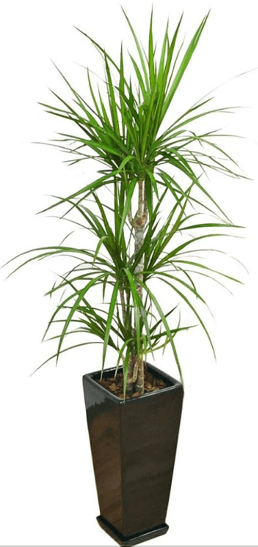 드라세나 마지나타 물주기 키우기 가지치기 알아보기