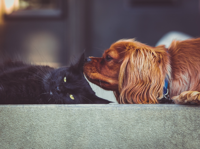 개와고양이