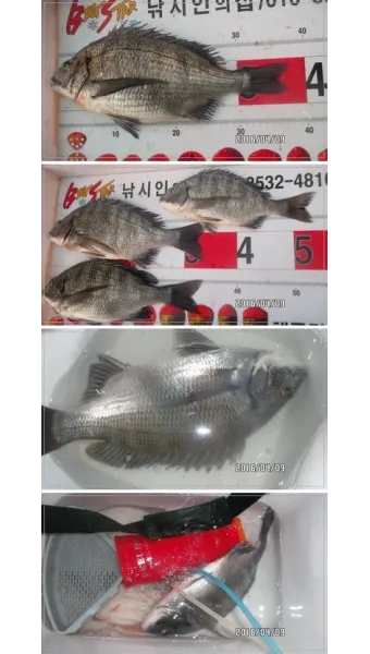 디낚 점주 조황 전국 바다낚시 출조 꿀팁_26