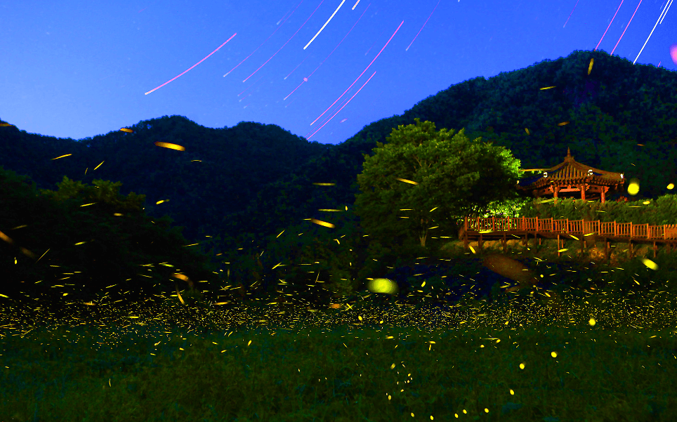 반딧불풍경