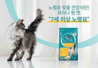 노령 고양이 필수 관리법 4가지 건강 지키기_9