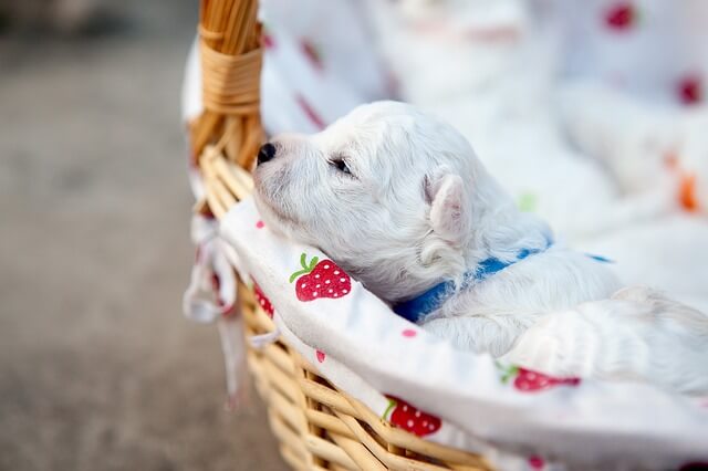 바구니에 아기 강아지