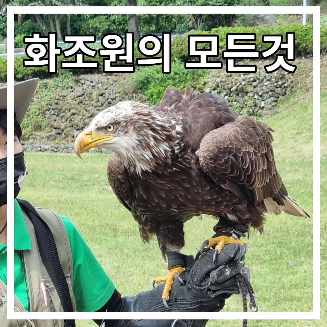 노란 부리와 발을 가진 독수리가 사육사 팔 위에 앉아있다