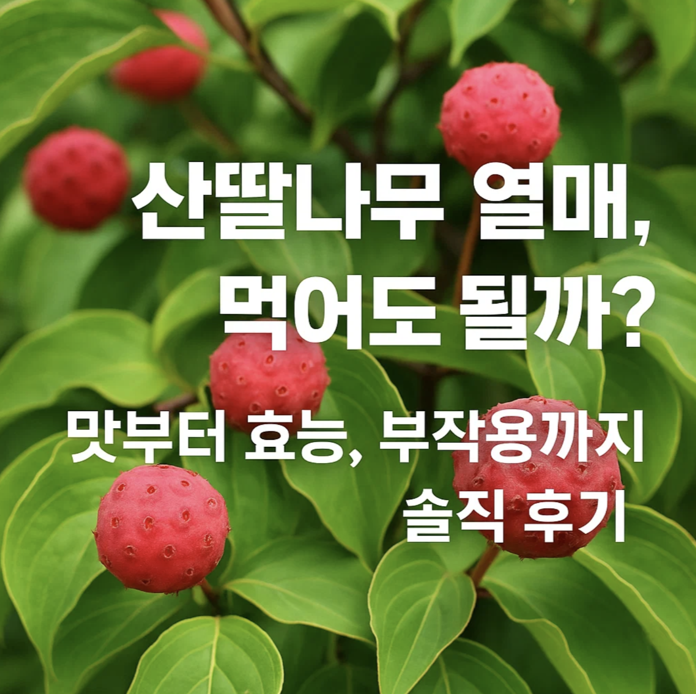 산딸나무 열매, 먹어도 될까? 맛부터 효능, 부작용까지 솔직 후기