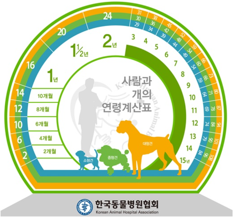 강아지 반려견 나이 사람 나이로 계산하는 방법