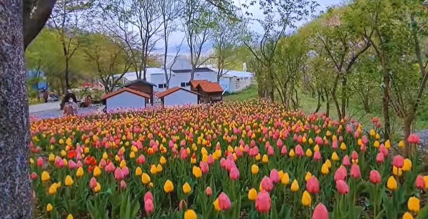 피나클랜드튤립