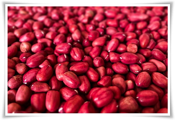 텃밭 "6월, 팥을 심어보세요!" 팥 한 줄 심고 건강과 행복은 두 배로!