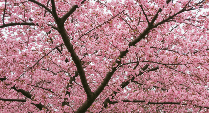 안동 벚꽃 축제