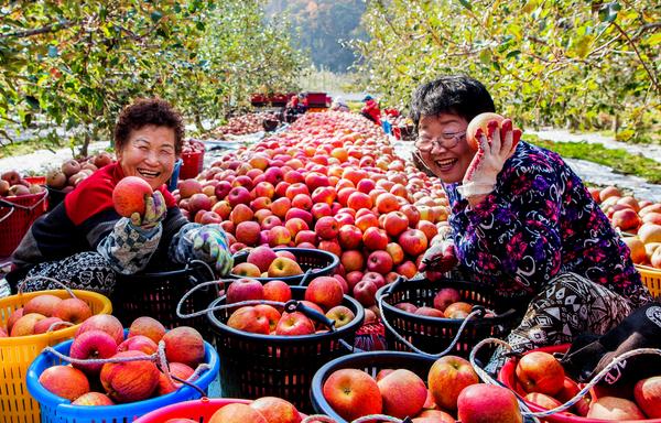 2024청송사과축제정보