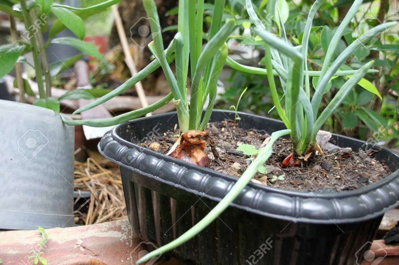 샬롯 재배 모종 씨쪽 나누기 건조 저장 병해 예방_9