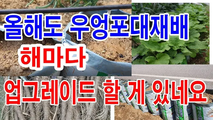 우엉 재배 깊이 갈기 직파 요령 곧게 키우기_4