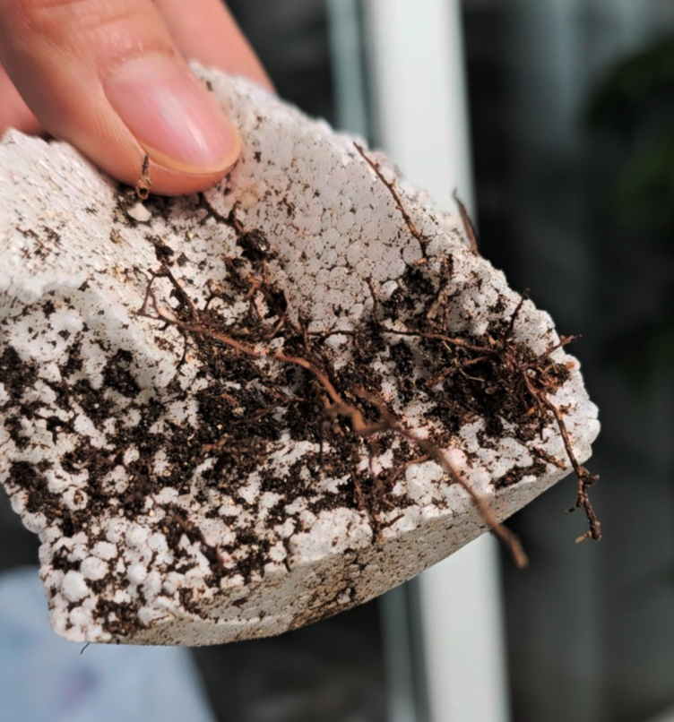 스티로폼까지 뚫고자라고 있는 뿌리