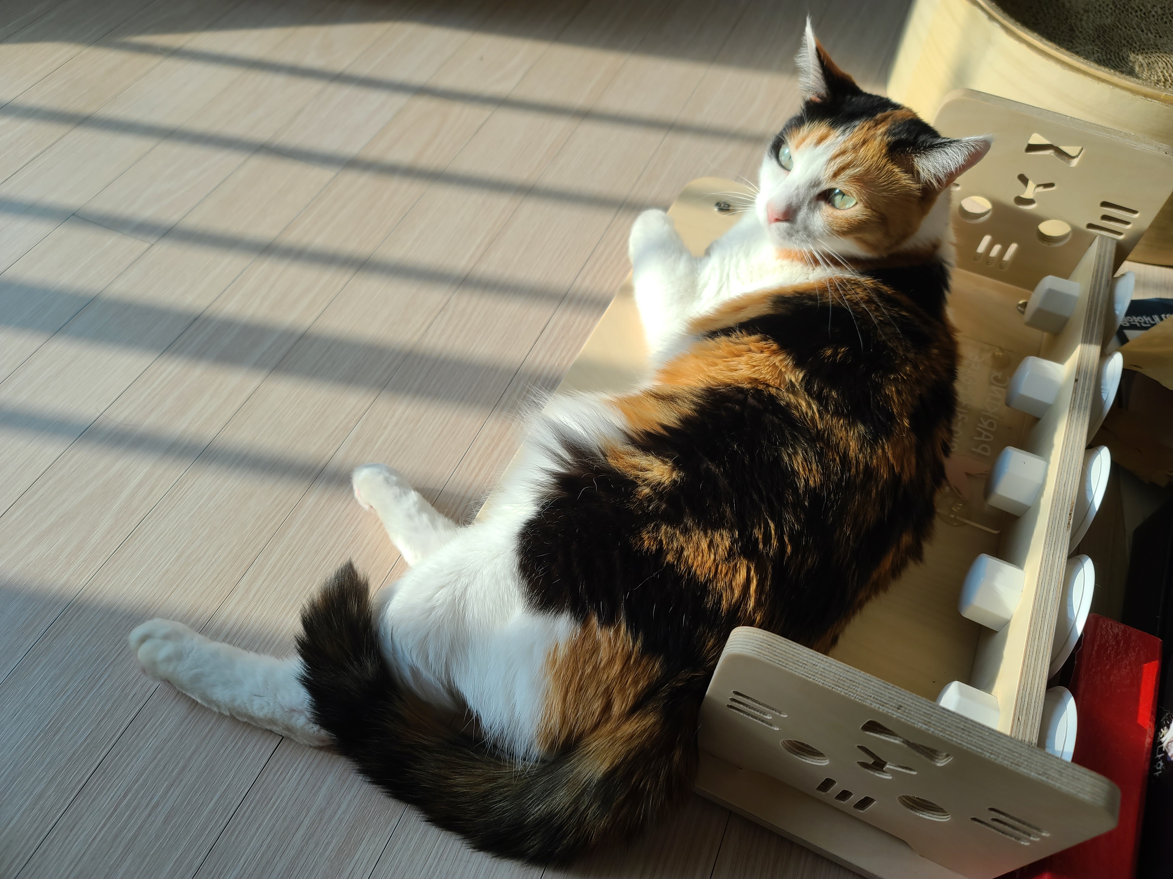 아홉냥이네 고양이들이 단체로 구토했던 이유