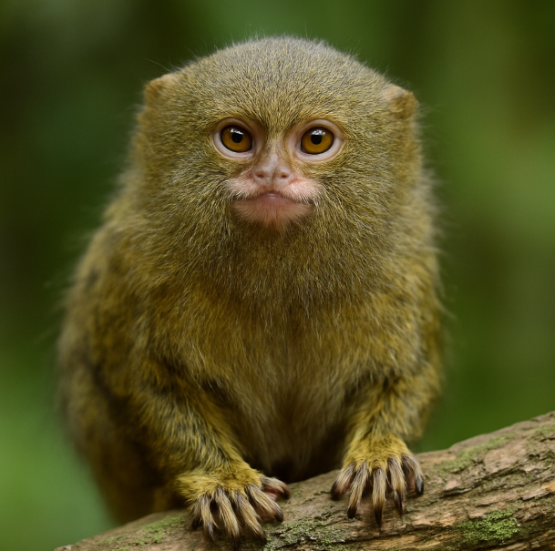 세계에서 가장 작은 원숭이, 피그미마모셋 (사회성, 먹이 습성)