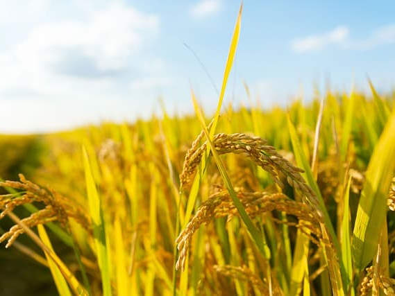 상황버섯 쌀 소화 건강 지원