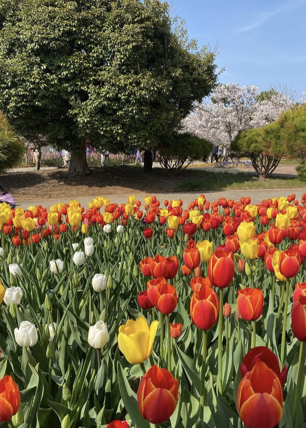 2025 전국 장미축제 총정리 관련사진