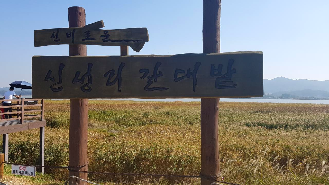 전국갈대여행지