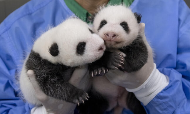 에버랜드 푸바오 쌍둥이 동생 이름 공모 신청! 에버랜드 이름 공모 에버랜드 SNS 네이버 주토피아 카페 댓글 응모 가능 응모 방법