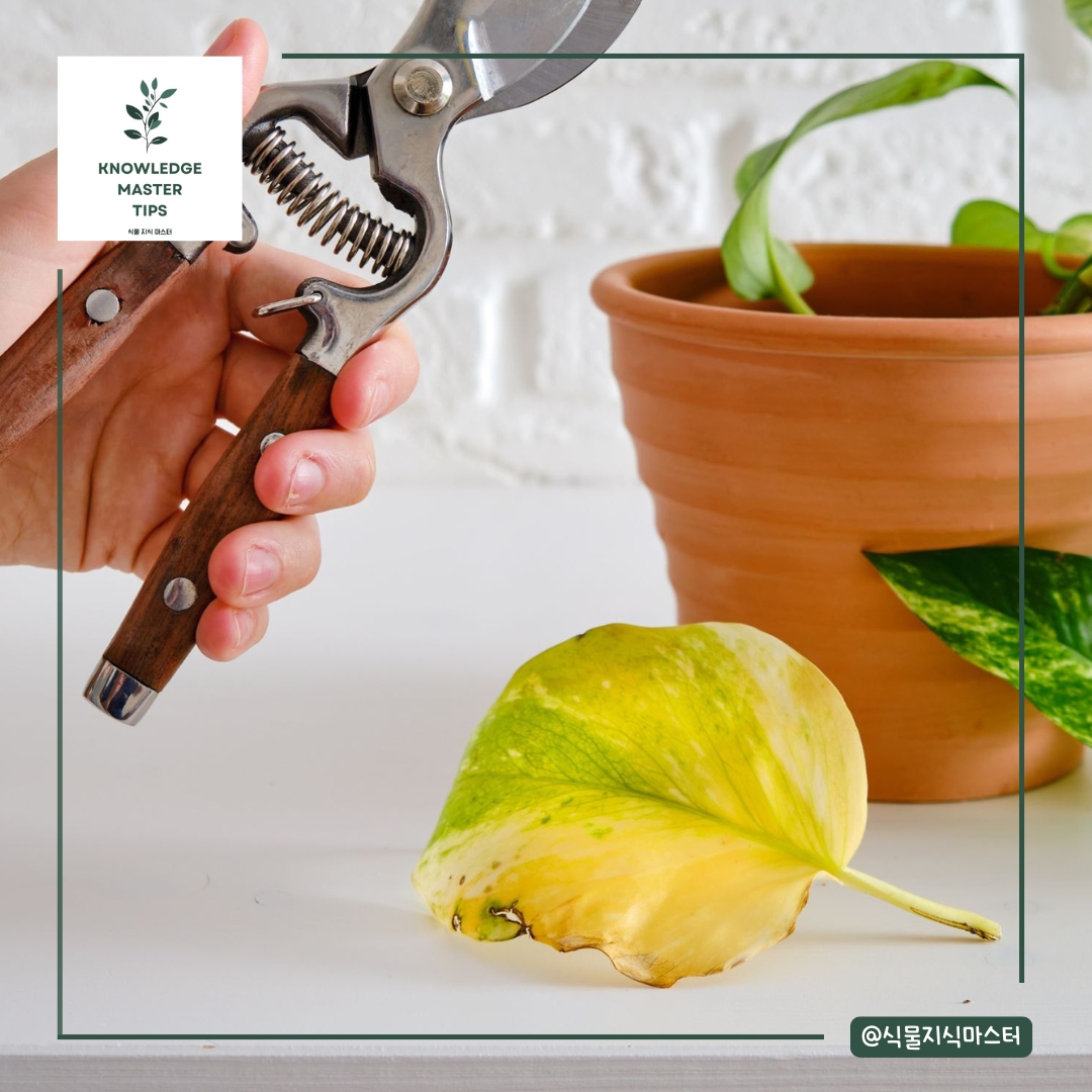 심각한 과습 증상