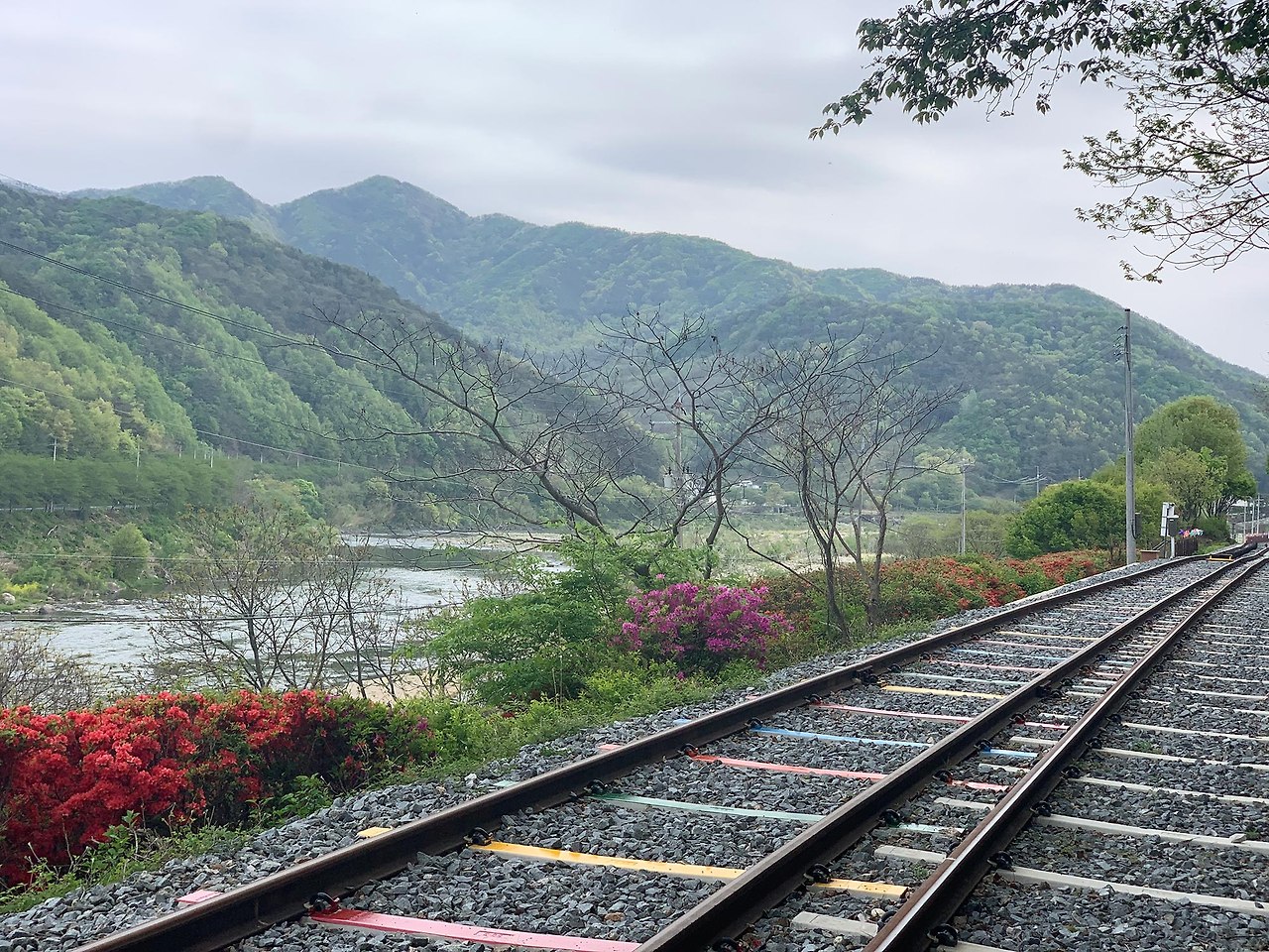 곡성 세계장미축체