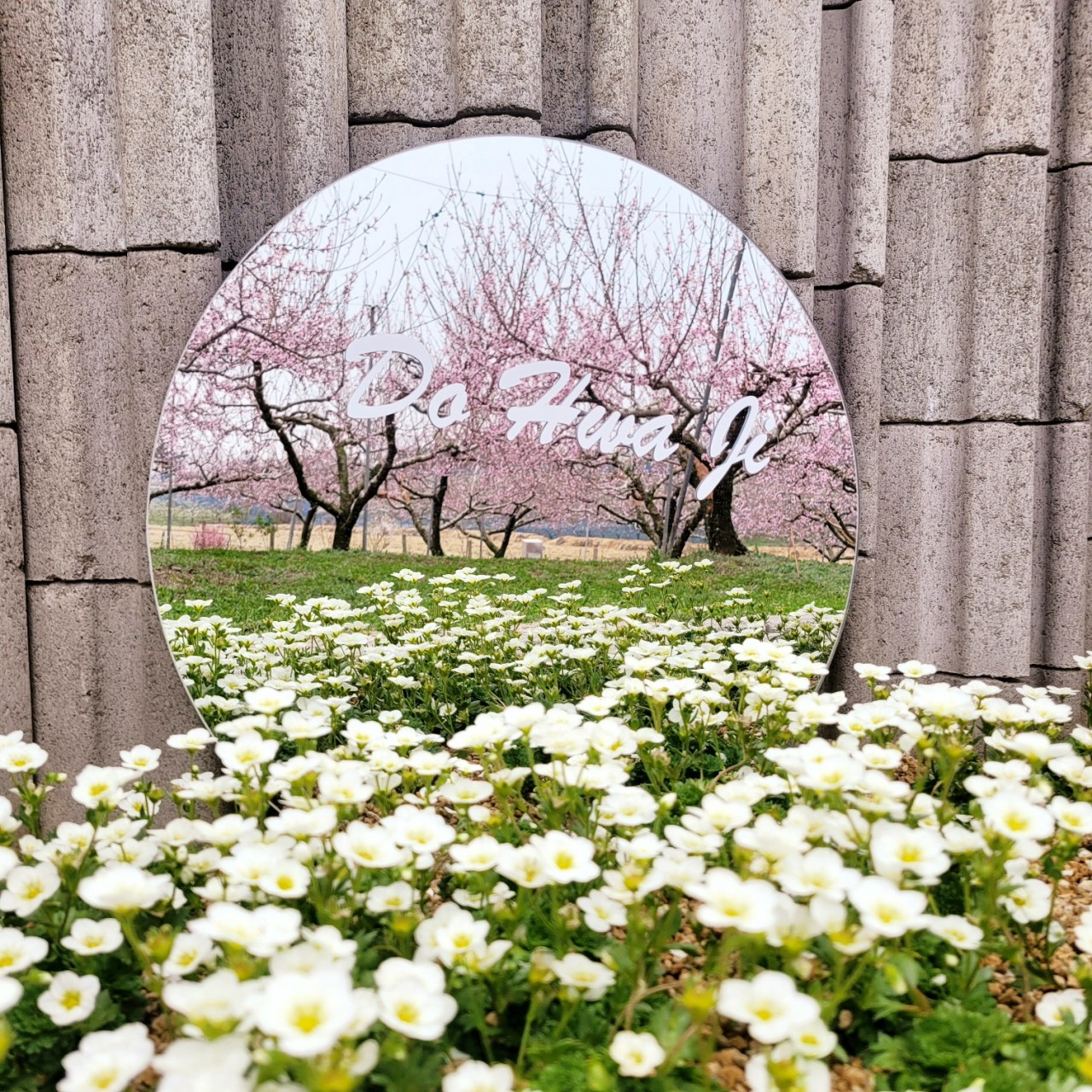 오늘N 이천 도화지카페 복숭아꽃 정원 카페 위치