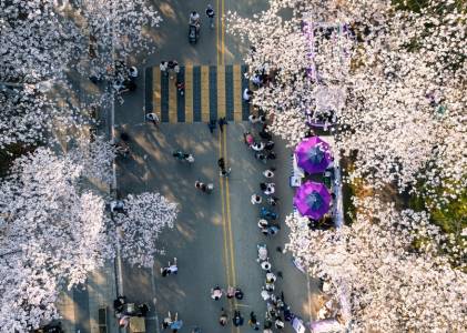 렛츠런파크 야경 벚꽃 축제
