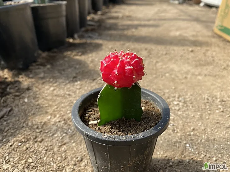 &amp;quot;비모란