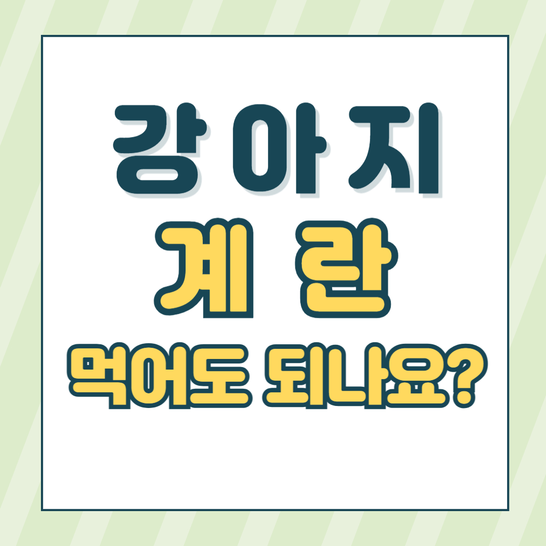 강아지계란간식