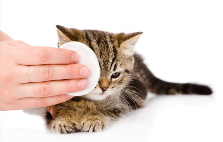 눈을 닦아주는 새끼 고양이.