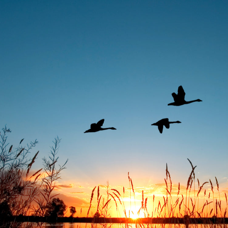 계절의 변화를 세분화한 24 절기 중 '한로' 이해하기
