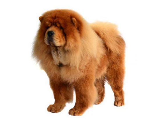 차우차우 (Chow Chow) 사진