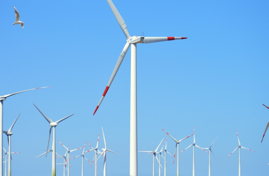 풍력에너지 시설 조류 충돌 관련사진