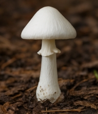 버섯 종류