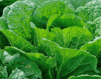 김장김치 양념 맛있게 만드는 방법