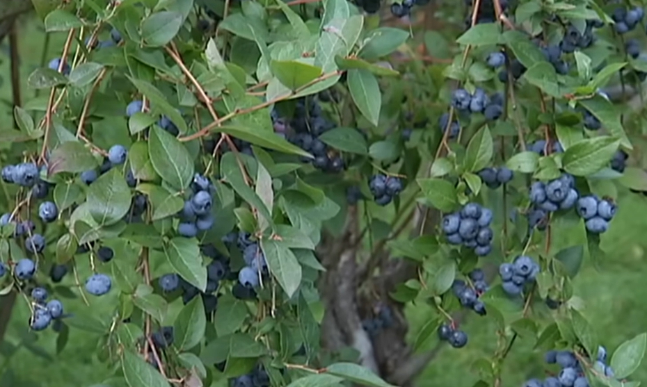 블루베리 효능 부작용